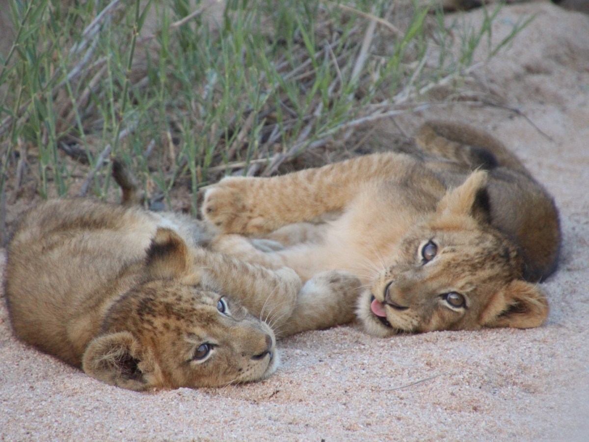 South Africa &&nbsp;Mozambique